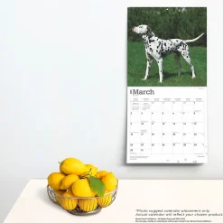 2025 Calendars|BrownTrout 2025 Dalmatians 12
