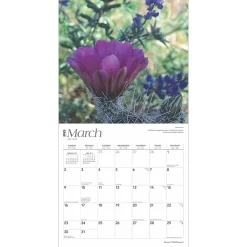 2025 Calendars|BrownTrout 2025 Desert Wildflowers 12