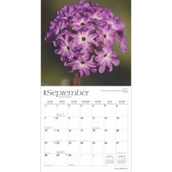 2025 Calendars|BrownTrout 2025 Desert Wildflowers 12