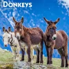 2025 Calendars|BrownTrout 2025 Donkeys 12" x 24" Monthly Square Wall Calendar, (9781975476946)