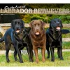 2025 Calendars|BrownTrout 2025 For the Love of Labrador Retrievers 14" x 24" Monthly Deluxe Wall Calendar, (9781975473068)