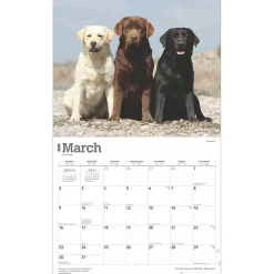 2025 Calendars|BrownTrout 2025 For the Love of Labrador Retrievers 14