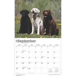 2025 Calendars|BrownTrout 2025 For the Love of Labrador Retrievers 14