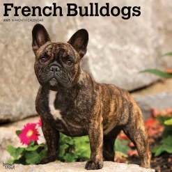 2025 Calendars|BrownTrout 2025 French Bulldogs 12" x 12" Monthly Square Wall Calendar (9781975476984)