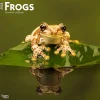 2025 Calendars|BrownTrout 2025 Frogs 12" x 24" Monthly Square Wall Calendar (9781975476991)