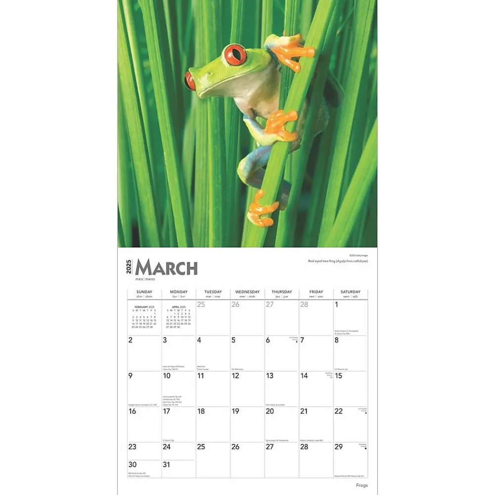 2025 Calendars|BrownTrout 2025 Frogs 12" x 24" Monthly Square Wall Calendar (9781975476991)