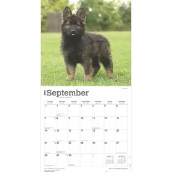 2025 Calendars|BrownTrout 2025 German Shepherd Puppies 12