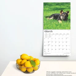 2025 Calendars|BrownTrout 2025 German Shepherd Puppies 12