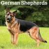 2025 Calendars|BrownTrout 2025 German Shepherds 12" x 12" Monthly Square Wall Calendar (9781975477011)
