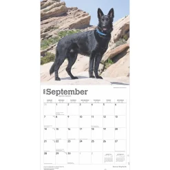 2025 Calendars|BrownTrout 2025 German Shepherds 12