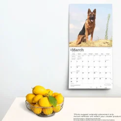 2025 Calendars|BrownTrout 2025 German Shepherds 12