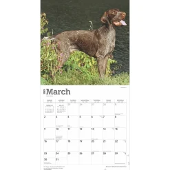 2025 Calendars|BrownTrout 2025 German Shorthaired Pointers 12