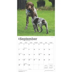 2025 Calendars|BrownTrout 2025 German Shorthaired Pointers 12