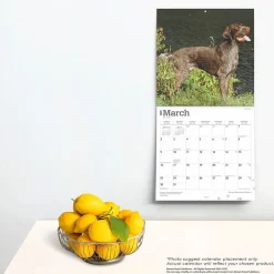 2025 Calendars|BrownTrout 2025 German Shorthaired Pointers 12