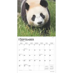 2025 Calendars|BrownTrout 2025 Giant Pandas 12