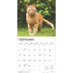 2025 Calendars|BrownTrout 2025 Ginger Cats 12