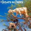 2025 Calendars|BrownTrout 2025 Goats in Trees 12" x 12" Monthly Square Wall Calendar (9781975477059)