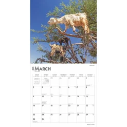 2025 Calendars|BrownTrout 2025 Goats in Trees 12