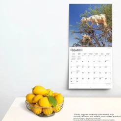 2025 Calendars|BrownTrout 2025 Goats in Trees 12