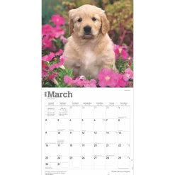 2025 Calendars|BrownTrout 2025 Golden Retriever Puppies 12