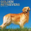 2025 Calendars|BrownTrout 2025 Golden Retrievers 12" x 12" Monthly Square Wall Calendar (9781975477073)