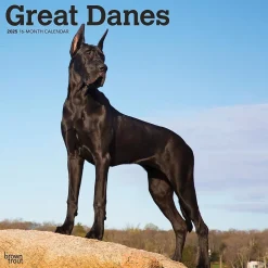 2025 Calendars|BrownTrout 2025 Great Danes 12" x 12" Monthly Square Wall Calendar (9781975477103)