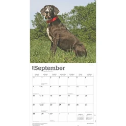2025 Calendars|BrownTrout 2025 Great Danes 12
