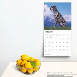2025 Calendars|BrownTrout 2025 Great Danes 12