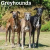 2025 Calendars|BrownTrout 2025 Greyhounds 12" x 12" Monthly Wall Calendar (9781975477127)