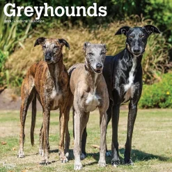 2025 Calendars|BrownTrout 2025 Greyhounds 12" x 12" Monthly Wall Calendar (9781975477127)