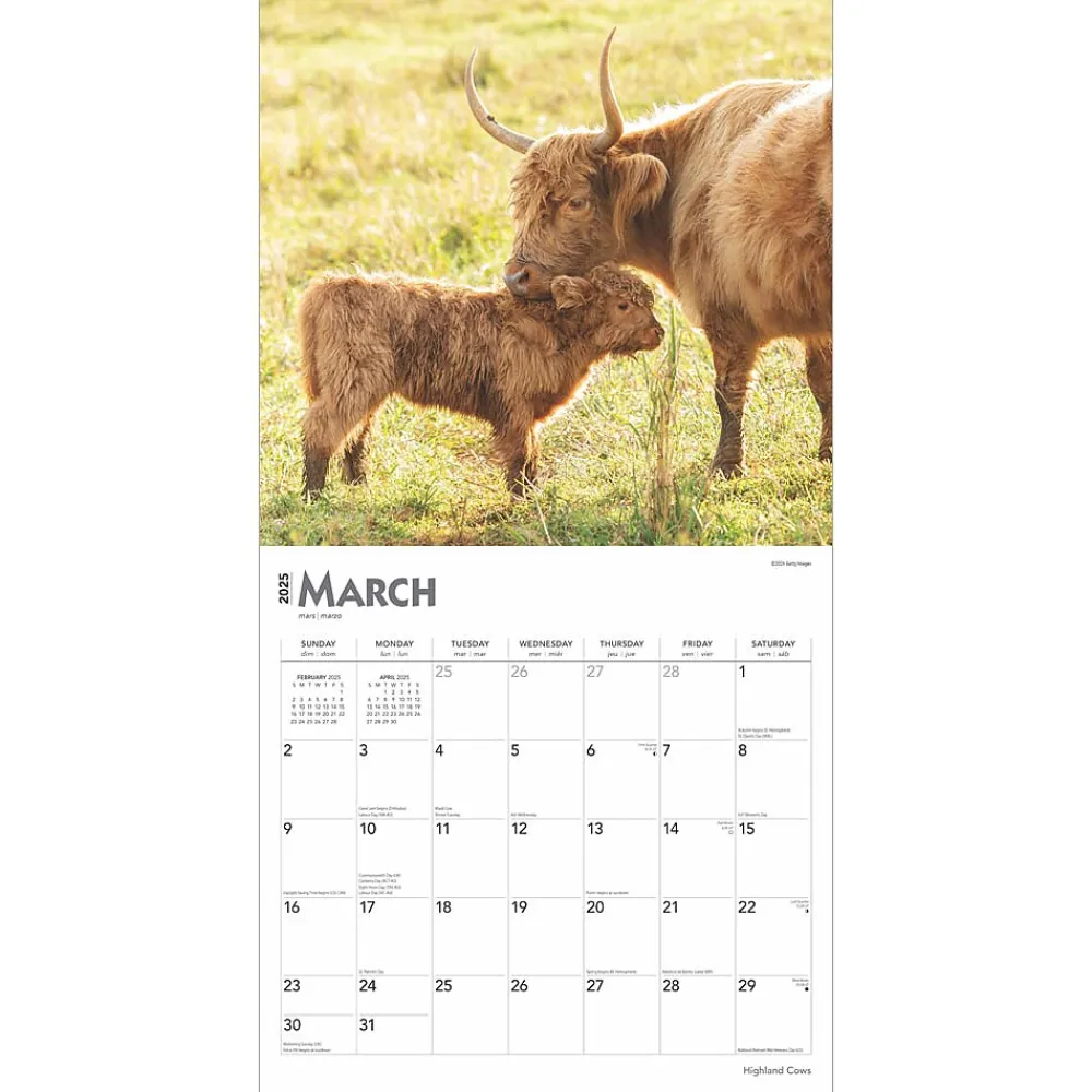2025 Calendars|BrownTrout 2025 Highland Cows 12" x 12" Monthly Square Wall Calendar (9781975478377)