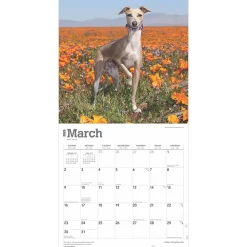2025 Calendars|BrownTrout 2025 Italian Greyhounds 12