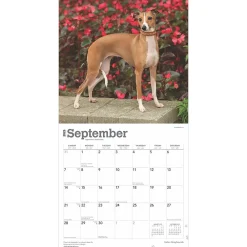 2025 Calendars|BrownTrout 2025 Italian Greyhounds 12