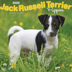 2025 Calendars|BrownTrout 2025 Jack Russell Terrier Puppies 12" x 12" Monthly Wall Calendar (9781975477226)