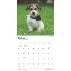 2025 Calendars|BrownTrout 2025 Jack Russell Terrier Puppies 12