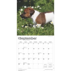 2025 Calendars|BrownTrout 2025 Jack Russell Terrier Puppies 12
