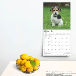 2025 Calendars|BrownTrout 2025 Jack Russell Terrier Puppies 12