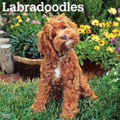 2025 Calendars|BrownTrout 2025 Labradoodles 12" x 24" Monthly Square Wall Calendar, (9781975477295)