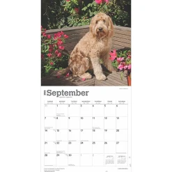 2025 Calendars|BrownTrout 2025 Labradoodles 12