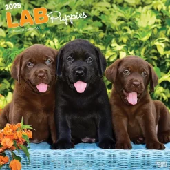 2025 Calendars|BrownTrout 2025 Labrador Retriever Puppies 12" x 12" Monthly Wall Calendar (9781975477301)