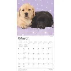2025 Calendars|BrownTrout 2025 Labrador Retriever Puppies 12