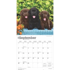 2025 Calendars|BrownTrout 2025 Labrador Retriever Puppies 12