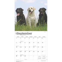2025 Calendars|BrownTrout 2025 Labrador Retrievers 12