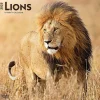 2025 Calendars|BrownTrout 2025 Lions 12" x 12" Monthly Wall Calendar (9781975476458)