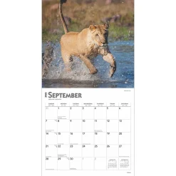 2025 Calendars|BrownTrout 2025 Lions 12