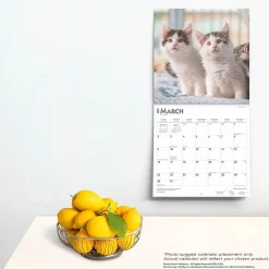 2025 Calendars|BrownTrout 2025 Maine Coon Cats 12