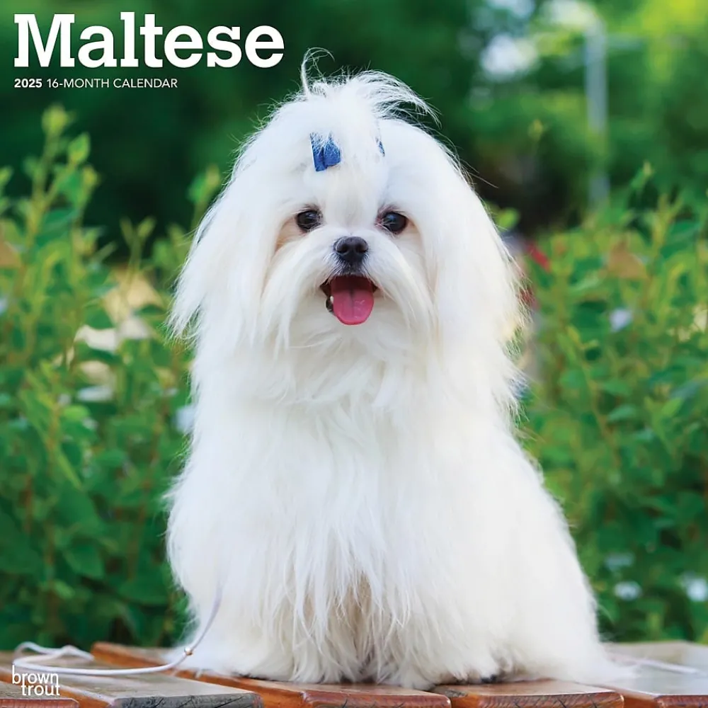 2025 Calendars|BrownTrout 2025 Maltese 12" x 12" Monthly Square Wall Calendar (9781975477400)