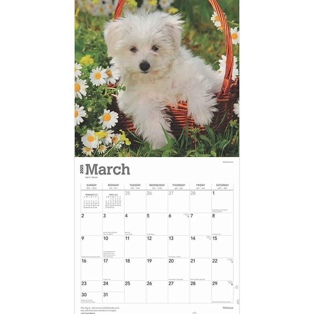 2025 Calendars|BrownTrout 2025 Maltese 12" x 12" Monthly Square Wall Calendar (9781975477400)