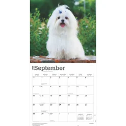 2025 Calendars|BrownTrout 2025 Maltese 12
