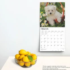 2025 Calendars|BrownTrout 2025 Maltese 12